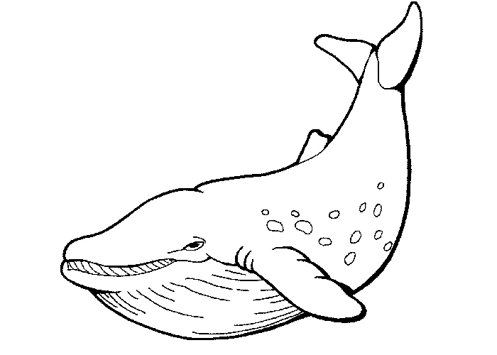 247 Dessins De Coloriage Baleine À Imprimer Sur Laguerche intérieur Baleine Dessin Facile