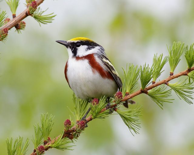 Beaux Oiseaux D'Écran Hd Fonds D'Écran ~ Et Des Images encequiconcerne