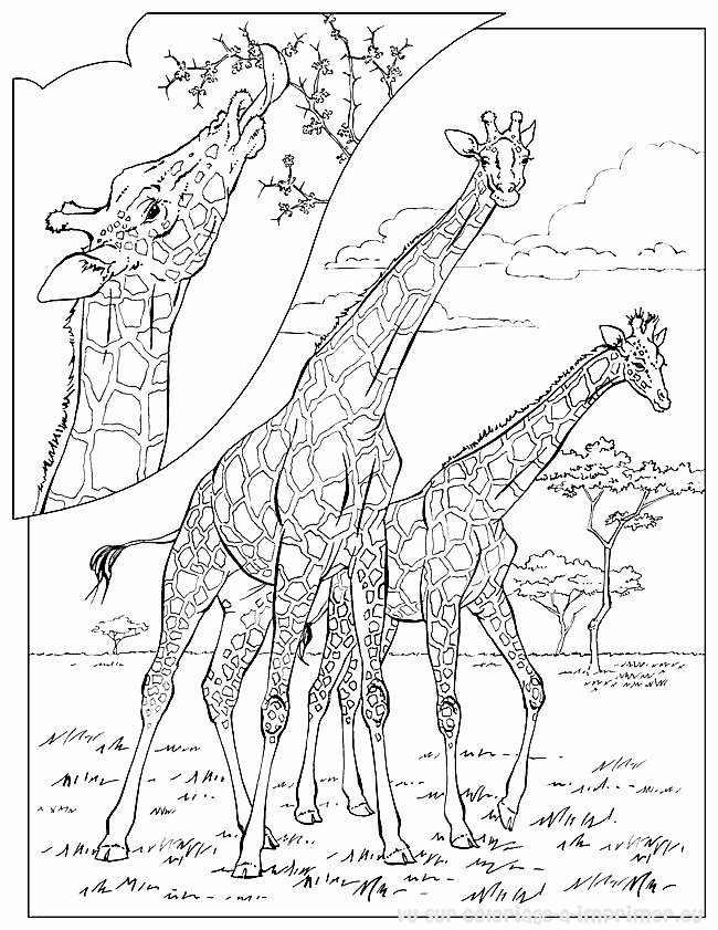 Coloriage À Imprimer Coloriage Girafe 045 tout Dessingirafe