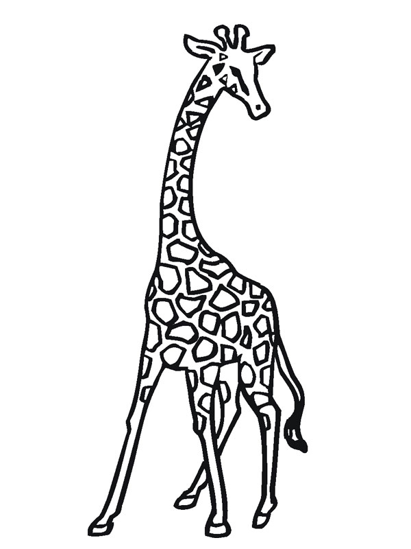 Coloriage Girafe – Animaux De La Jungle encequiconcerne Dessingirafe