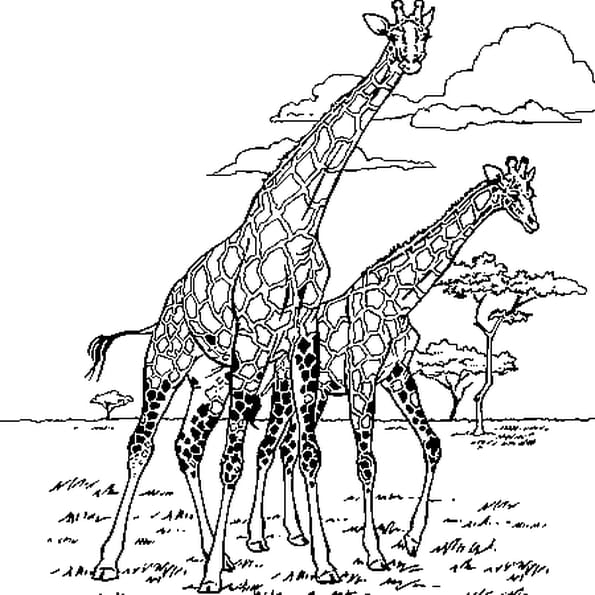 Coloriage Girafe D'Afrique En Ligne Gratuit À Imprimer tout Dessingirafe