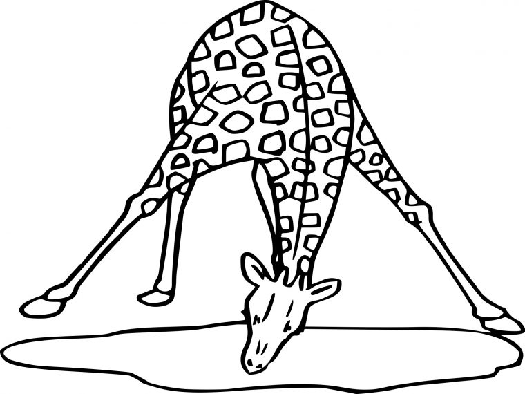 Coloriage Girafe Qui Boit À Imprimer Sur Coloriages encequiconcerne Dessin Facile Girafe