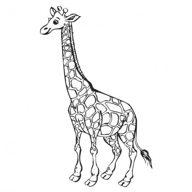 Coloriage Girafe Simple Dessin Gratuit À Imprimer concernant Dessingirafe