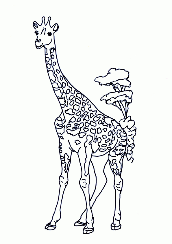 Coloriage Girafe Sur Hugolescargot pour Dessingirafe