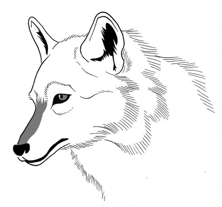 Coloriage Loup A Imprimer concernant Tête De Loup Dessin