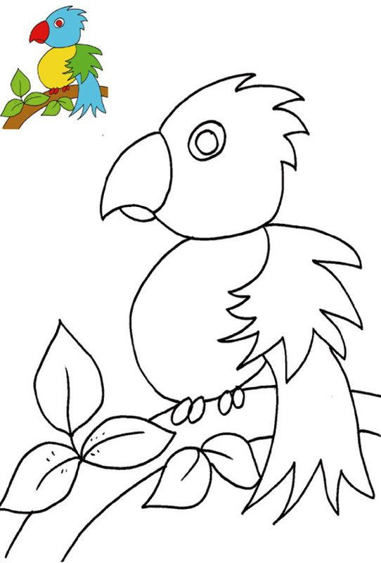 Coloriage Perroquet Avec Modèle concernant Dessin Top Modèle À Imprimer