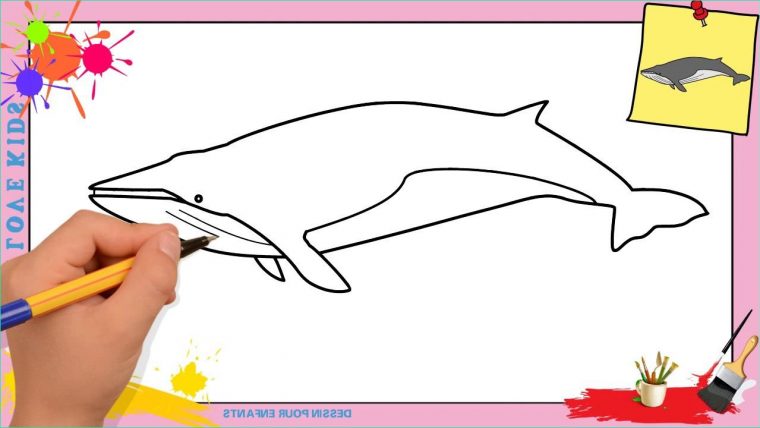 Dessin De Baleine Cool Photographie Dessin Baleine Facile dedans Baleine Dessin Facile