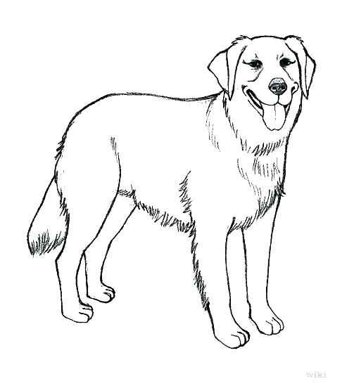 Dessin De Chien Golden Retriever Facile – Les Dessins Et tout Coloriage Chien Labrador