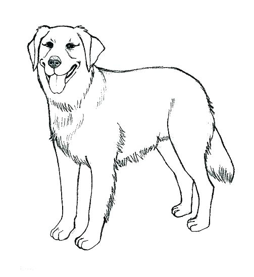 Dessin De Chien Image – Les Dessins Et Coloriage dedans Coloriage Chien Labrador