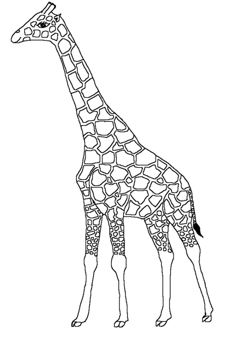 Dessin De Girafe (3) destiné Dessin Facile Girafe