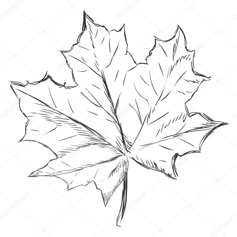 Feuille D Erable Dessin – Greatestcoloringbook à Feuille Canada Dessin