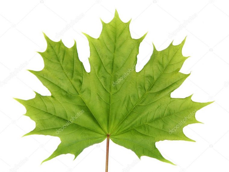 Feuilles D'Érable Japonais De Pressé Érable Palmé Vert À encequiconcerne Feuille Canada Dessin