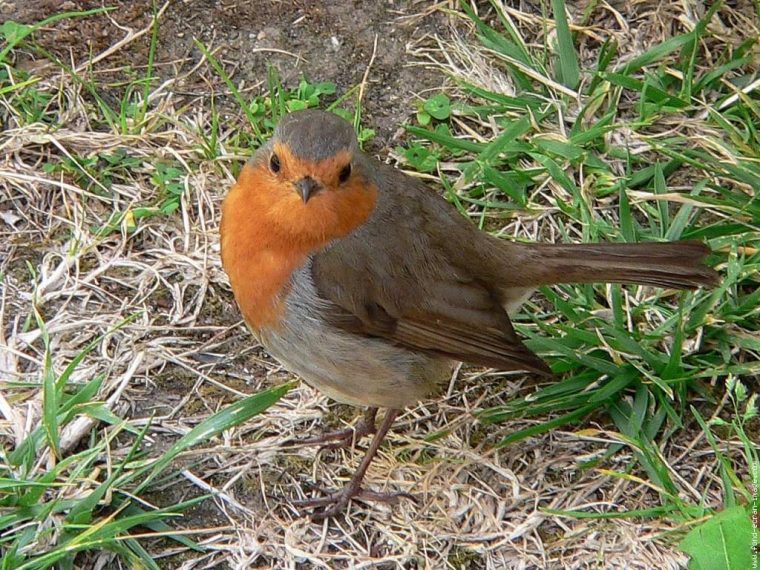 Fond Decran Oiseaux – Page 2 intérieur Fond D'Écran Gratuit Printemps Oiseaux