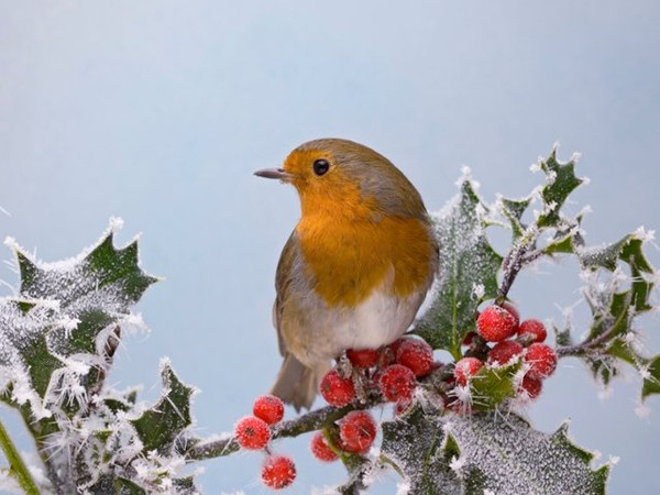 Fond Ecran Oiseau pour Fond D&#039;Écran Gratuit Printemps Oiseaux