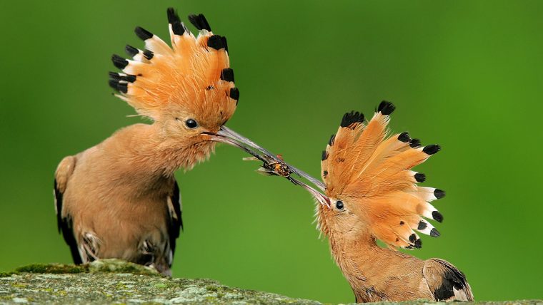 Fonds D'Écran Oiseau – Maximumwall destiné Fond D'Écran Gratuit Printemps Oiseaux