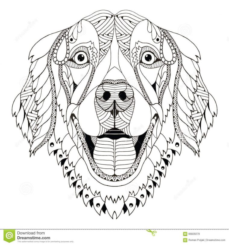 Golden-Retriever-Dog-Zentangle-Stylized-Head-Freehand destiné Coloriage Golden Retriever