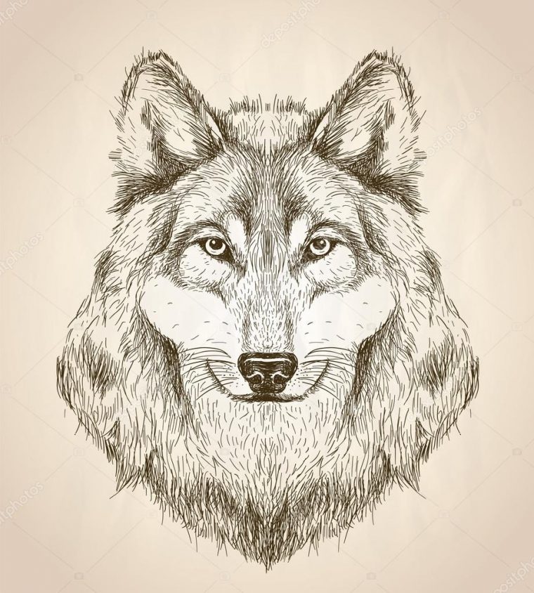 Illustration Vectorielle D'Une Tête De Loup Vue De Face concernant Tête De Loup Dessin