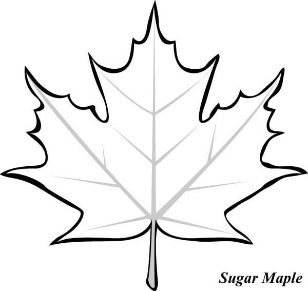 Maple Leaf Printable – Clipart Best destiné Feuille Canada Dessin