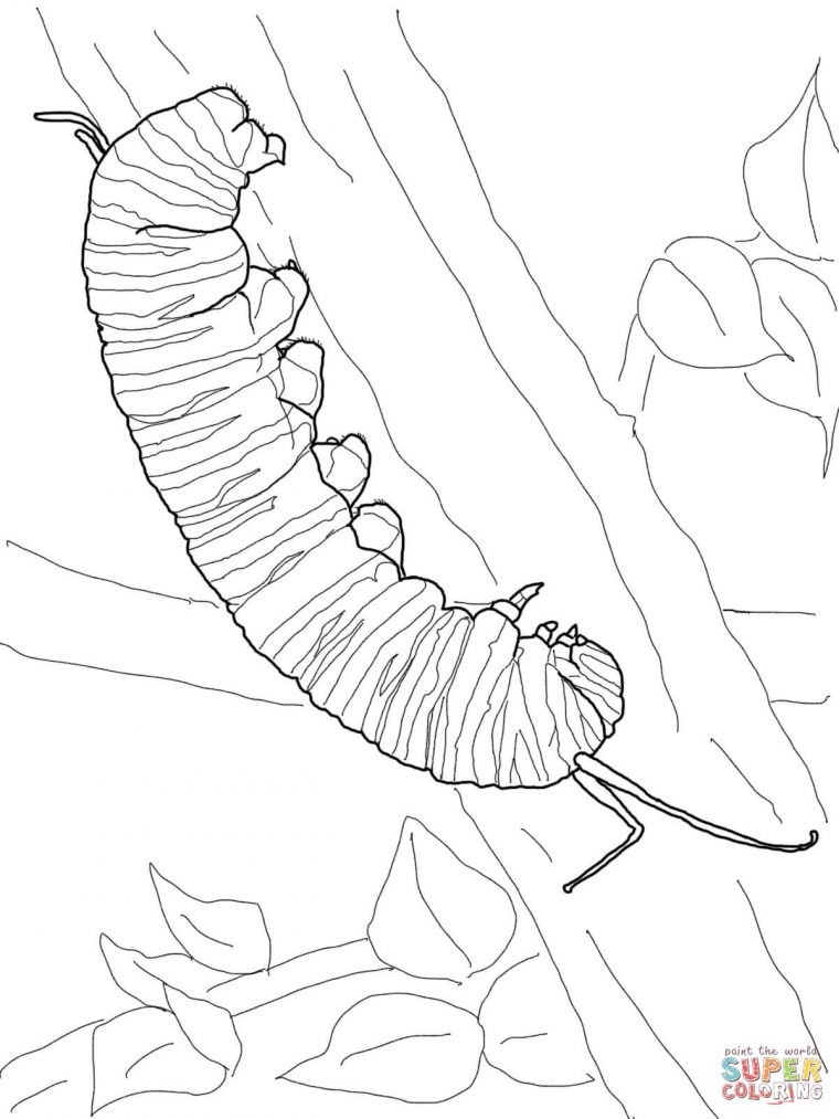 caterpillar color pages