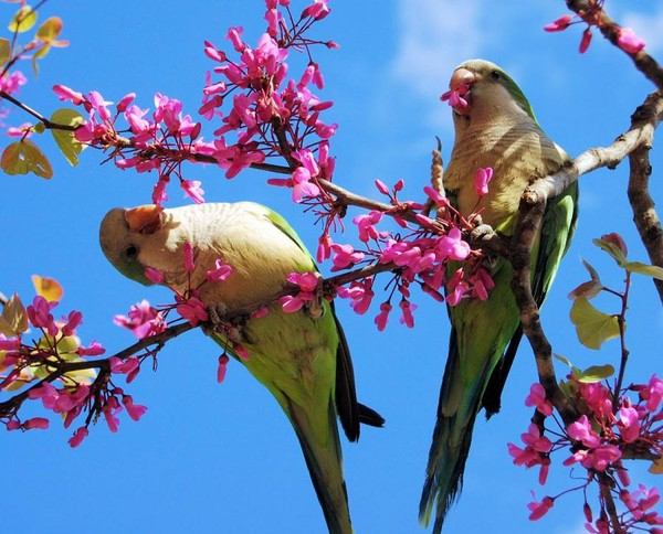 Oiseau : Wallpaper, Fond D'Écran, Photo encequiconcerne Fond D'Écran Gratuit Printemps Oiseaux