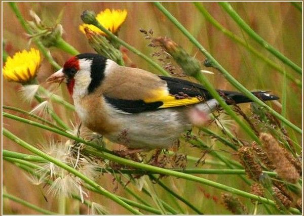 Oiseaux De Toutes Les Couleurs – Page 2 concernant Fond D'Écran Gratuit Printemps Oiseaux