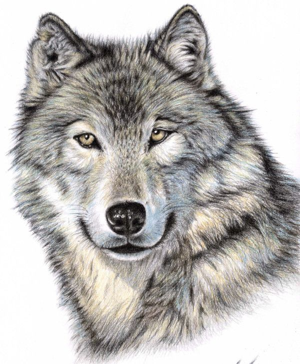 Pinterest avec Dessin De Tête De Loup