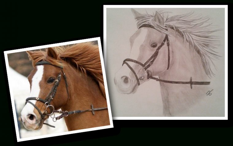 Soon A Horse: Novembre 2013 encequiconcerne Dessiner Un Cheval Qui Saute