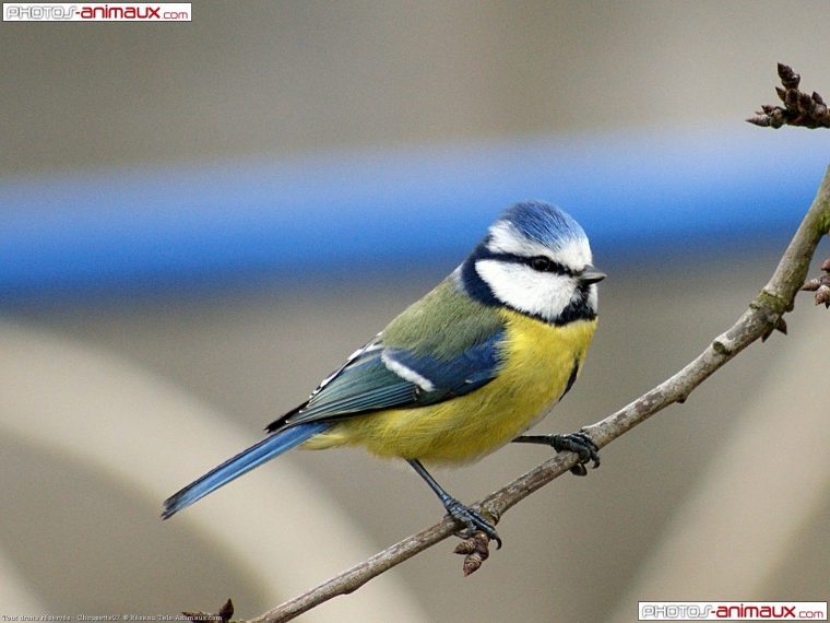 Téléchargement Du Fond D'Écran D'Oiseaux Mésange Bleue, En à Fond D'Écran Gratuit Printemps Oiseaux