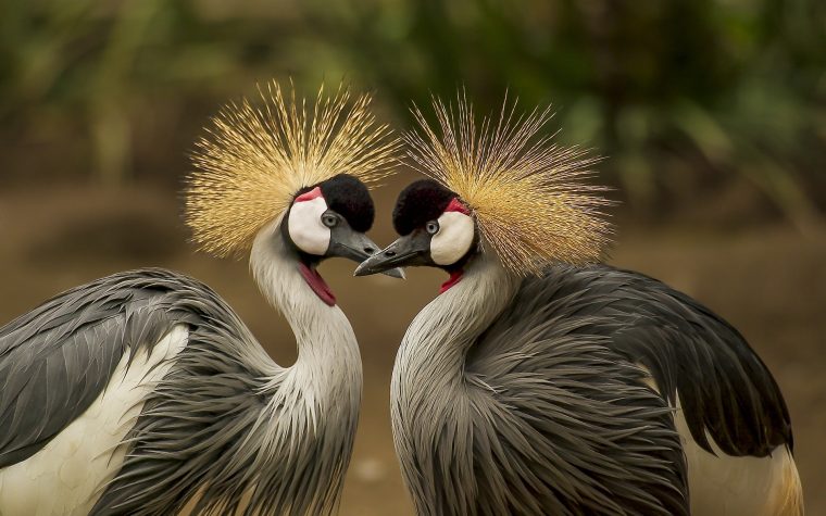 Téléchargez Des Fonds D'Écran Oiseaux Gratuits, Wallpapers à Fond D&#039;Écran Gratuit Printemps Oiseaux