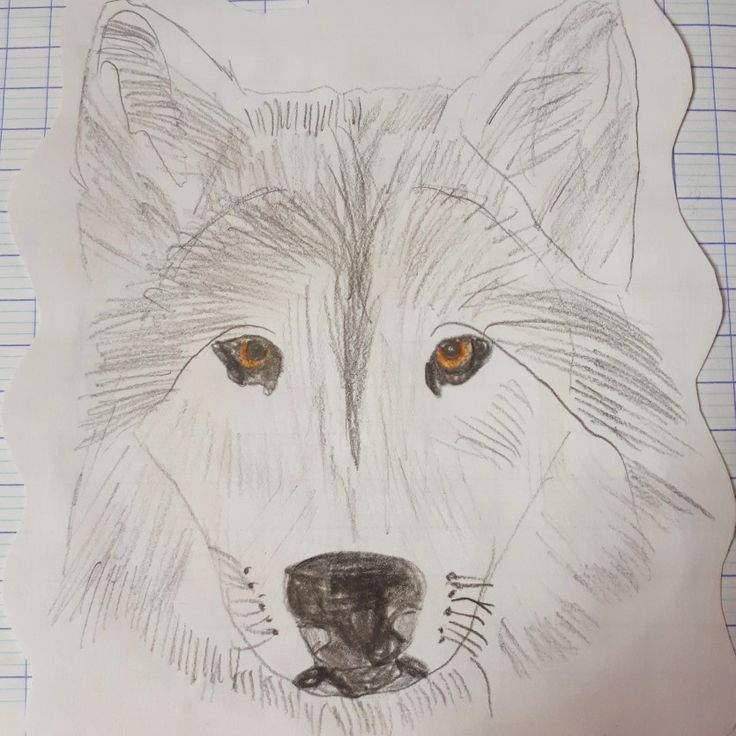 Tête De Loup Dessin | Tete De Loup Dessin, Loup Dessin, Dessin pour Dessin De Tête De Loup