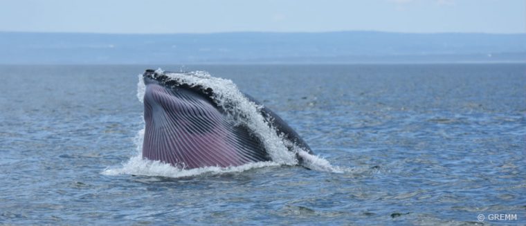 10 Choses Que Vous Ne Savez (Probablement) Pas Des Baleines dedans La Baleine Bleue Cherche De L Eau