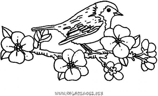 12 Élégant Coloriage Oiseau À Imprimer Image | Oiseau serapportantà Oiseau À Colorier