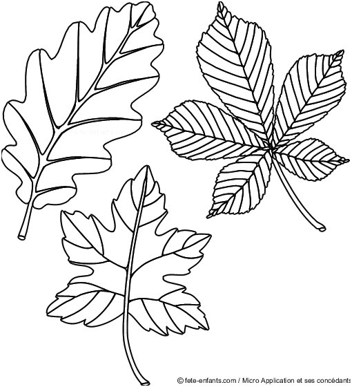 13 Classique Coloriage Automne Maternelle Pictures – Coloriage destiné Coloriage Feuille D'Automne