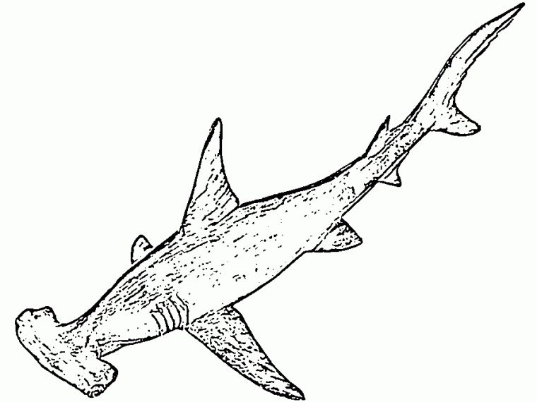 14 Aimable Requin Coloriage Images – Coloriage pour Dessin De Requin Facile