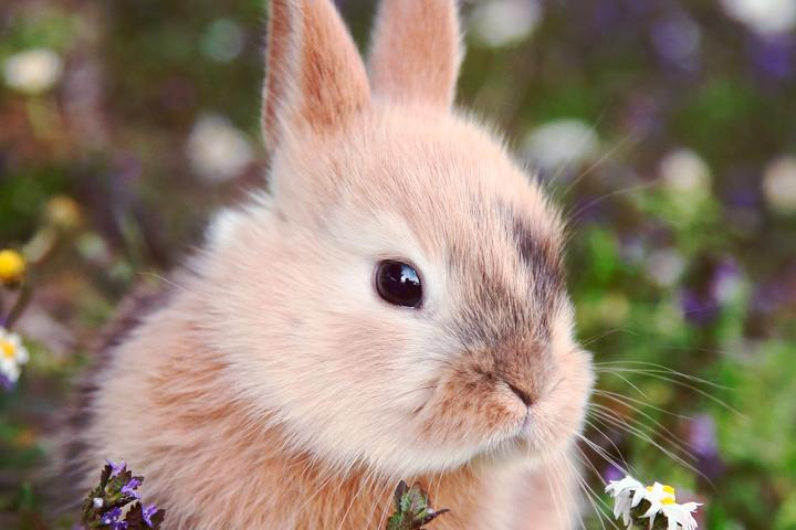 5 Preuves Qu'Un Lapin Est Un Aussi Chouette Animal De intérieur Animaux Et Compagnie