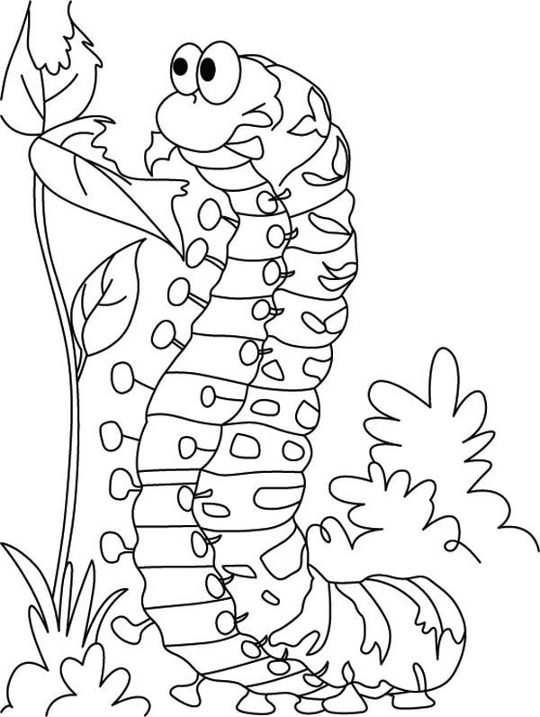 coloring pages caterpillar