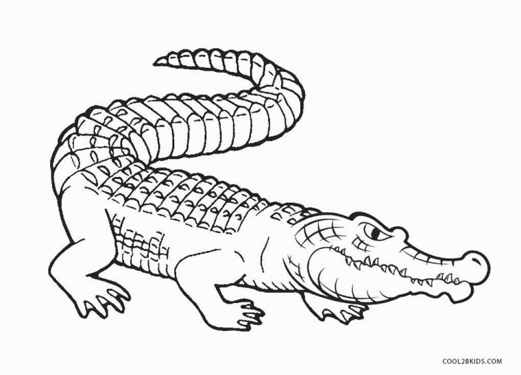 coloring pages of alligators