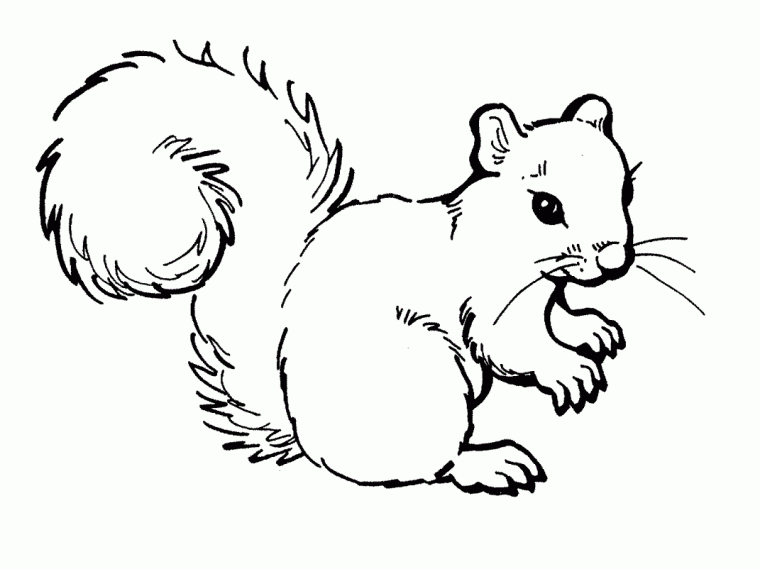 squirrel coloring pages