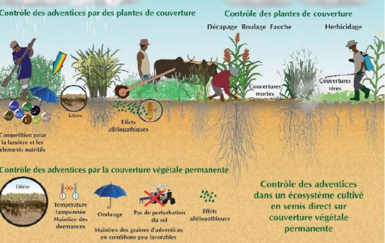 Accueil Guide Scv – Contrôle Des Adventices encequiconcerne Nom Du Zebre Dans Madagascar