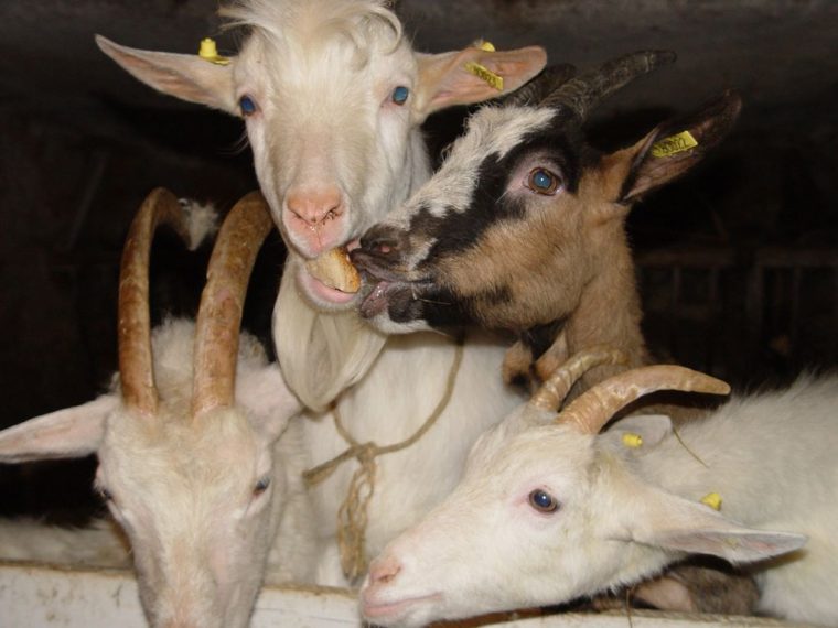 Album – Les-Animaux-De-La-Ferme – La Vie Aux Amayères avec Animaux De La Ferme