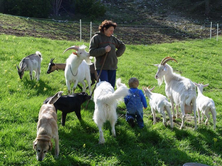 Album – Les-Animaux-De-La-Ferme – La Vie Aux Amayères concernant Animaux De La Ferme