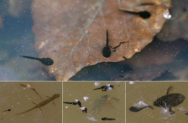 Amphibien (Amphibia) - Fototagebuch avec Unterschied Frosch Und Kröte