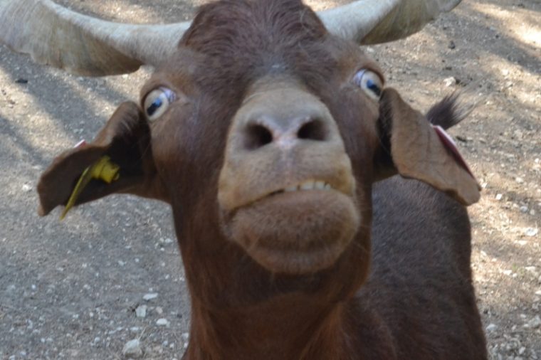 Animaux De La Ferme Bouches Du Rhône – Village Des Automates avec Animaux De La Ferme