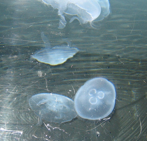 Aquarium intérieur Seepferdchen Säugetier