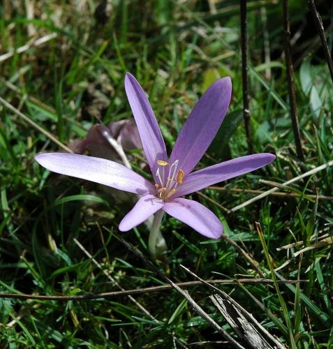 Au Gré Du Vent Et Du Soleil: Colchique Dans Les Prés pour Colchique Dans Les Prés Paroles