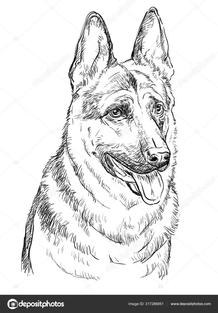 Berger Allemand Vecteur Dessin À La Main Portrait — Image dedans Dessin Tete Chien