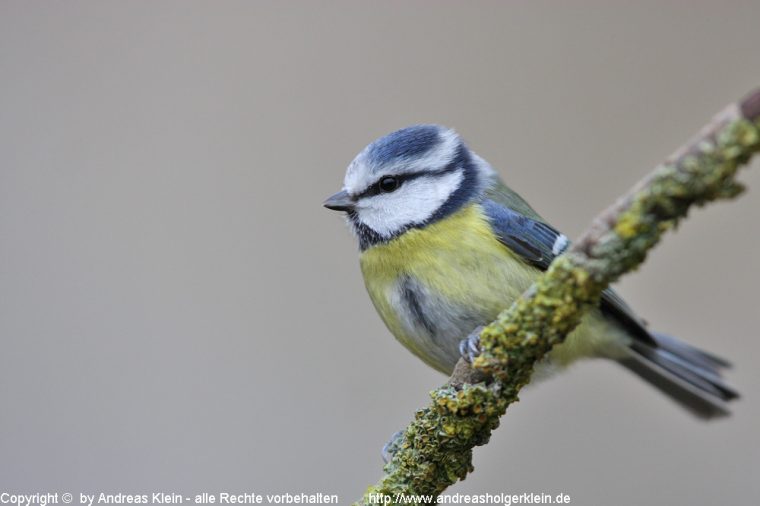 Blaumeise Bilder – Steckbrief Und S Naturfotografien destiné Die Blaumeise Steckbrief