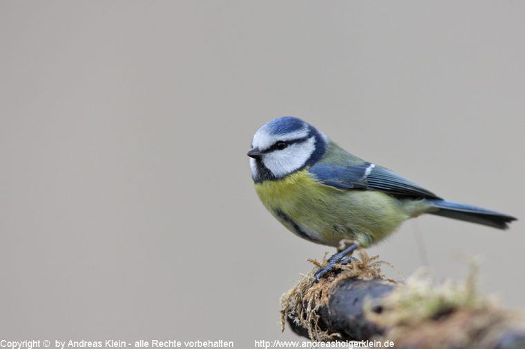 Blaumeise Bilder – Steckbrief Und S Naturfotografien encequiconcerne Die Blaumeise Steckbrief