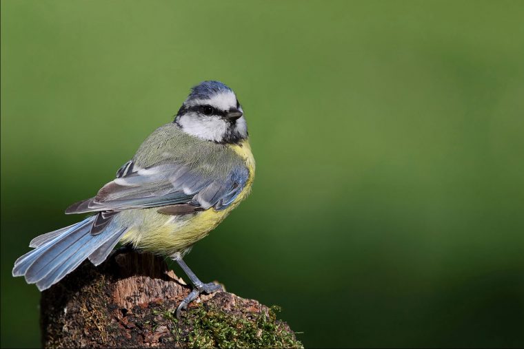 Blaumeise – Lbv – Gemeinsam Bayerns Natur Schützen avec Die Blaumeise Steckbrief