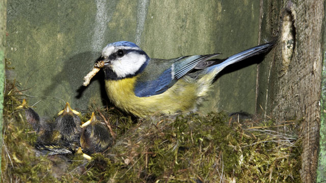 Blaumeisen: Brutzeit Und Brutverhalten Der Singvögel tout Die Blaumeise Steckbrief